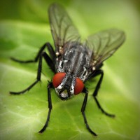 /album/monarchia/photolia-a01-jpg/