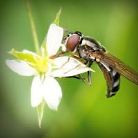 /album/monarchia/photolia-a02-jpg/