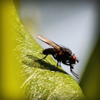/album/monarchia/photolia-a04-jpg/