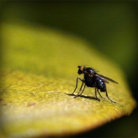 /album/monarchia/photolia-a07-jpg/