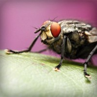 /album/monarchia/photolia-a08-jpg/